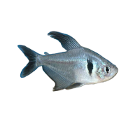 Imagem do produto Tetra Fantasma Preto